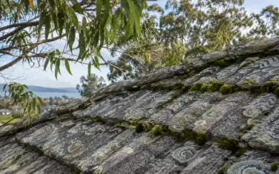 Moss and Lichen on Roof Tiles: Safe Removal in Nowra