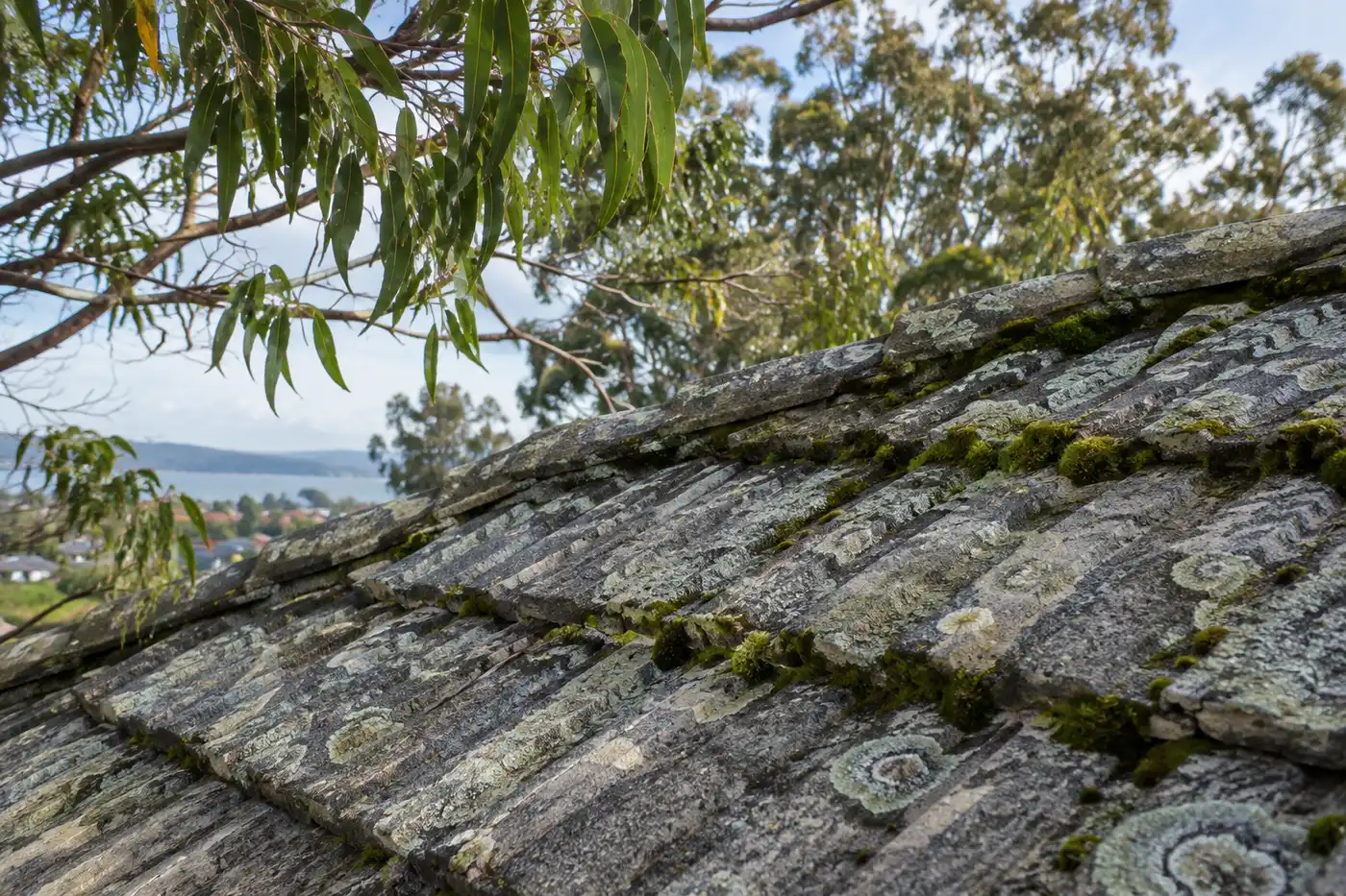 Moss and Lichen on Roof Tiles: Safe Removal in Nowra